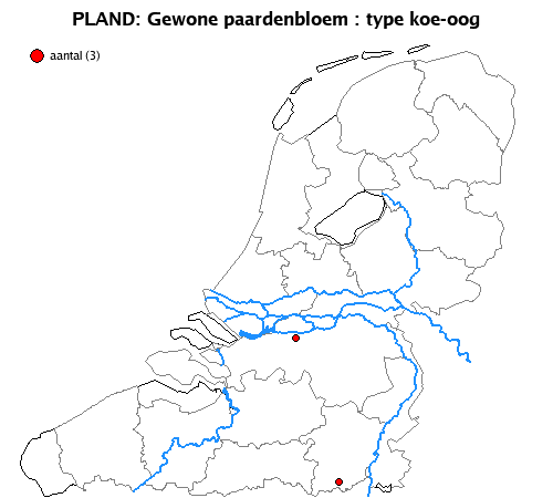 koe-oog